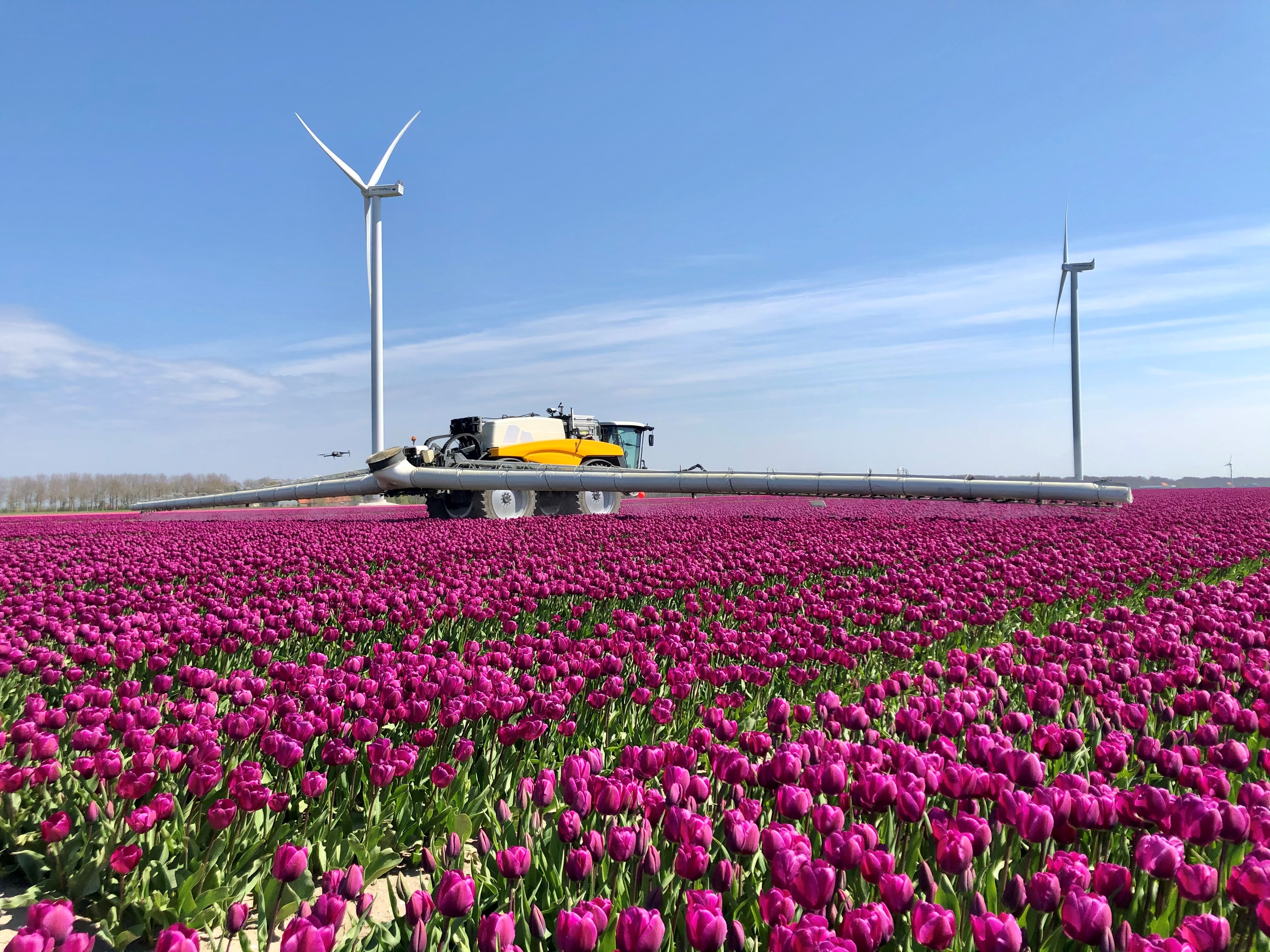 Tulip Field Photo, Netherlands